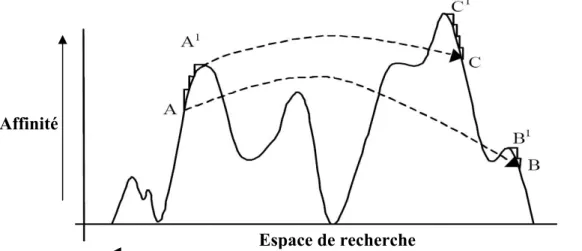 Figure 2.7 : Représentation schématique de l’évolution de l’algorithme de la sélection clonale [GHA 06] 