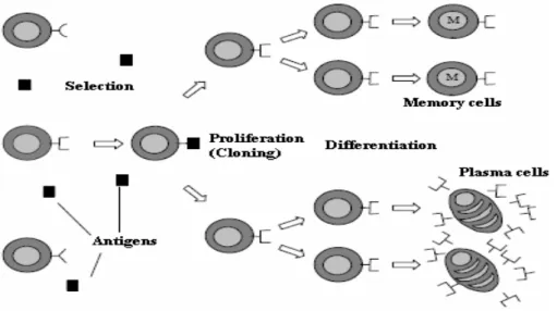 Figure 3.1 : Principe de la sélection clonale