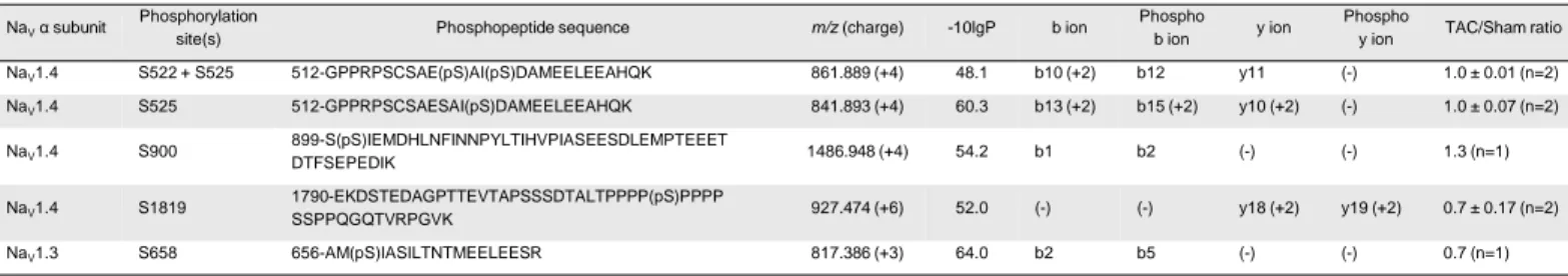 Table 2 - Table Supplement 1. Phosphorylation sites, phosphopeptides and site-discriminating ions identified in co-immunoprecipitated Na V α subunits from Sham and TAC mouse left ventricles using MS