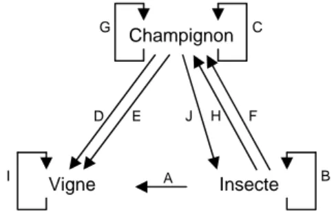 Figure 8.  Actions à instaurer entre les programmes champignon, insecte et vigne  pour représenter la relation mutualiste