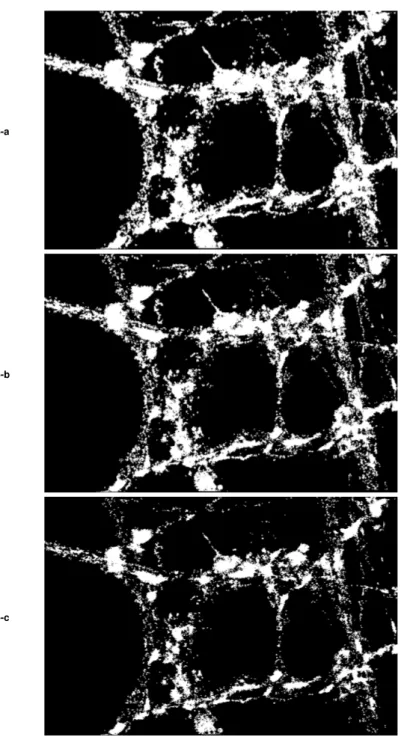 Fig. S6. vGlut segmentations.