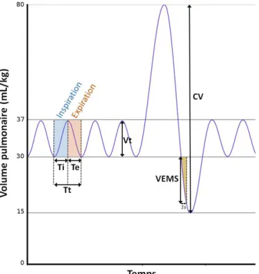 Figure 4 : Volume pulmonaire en fonction du temps. Echelle temporelle non respectée. CV : capacité vitale,  Te : durée expiratoire, Ti : durée inspiratoire, Tt  : durée d’un cycle ventilatoire, VEMS : volume expiratoire  maximal  par  seconde,  Vt  :  volu