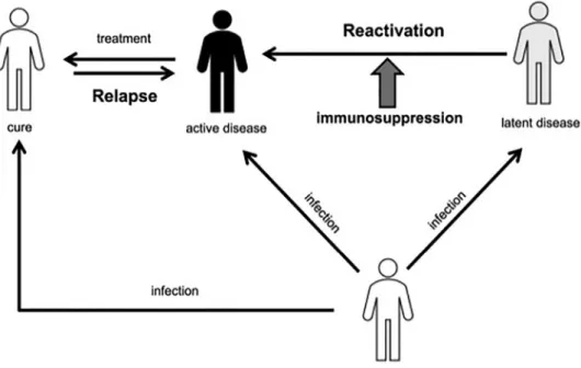Fig.  1. Schematic description of reactivation and relapse. 