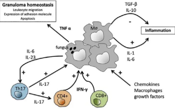 Fig.  2. Fungal  granuloma  structure. 