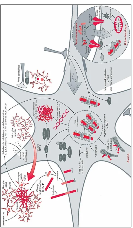 Figure 9 : Implication de la microglie et des astrocytes dans l’inflammation induite par l’Aβ et TAU  D’après ABCAM