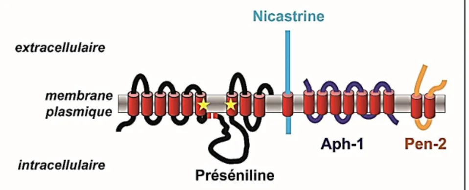 Figure 11 : La préséniline dans le complexe de la γ-sécrétase  D’après (Walter, 2015) 
