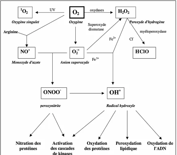 Figure 20  : Origine des radicaux libres oxygénés et espèces réactives de l’oxygène D’après (Favier, 2003) 