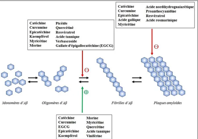 Figure 21 : Effets des polyphénols sur l'agrégation du peptide amyloïde dans la maladie d’Alzheimer D’après (Freyssin et al., 2018) 