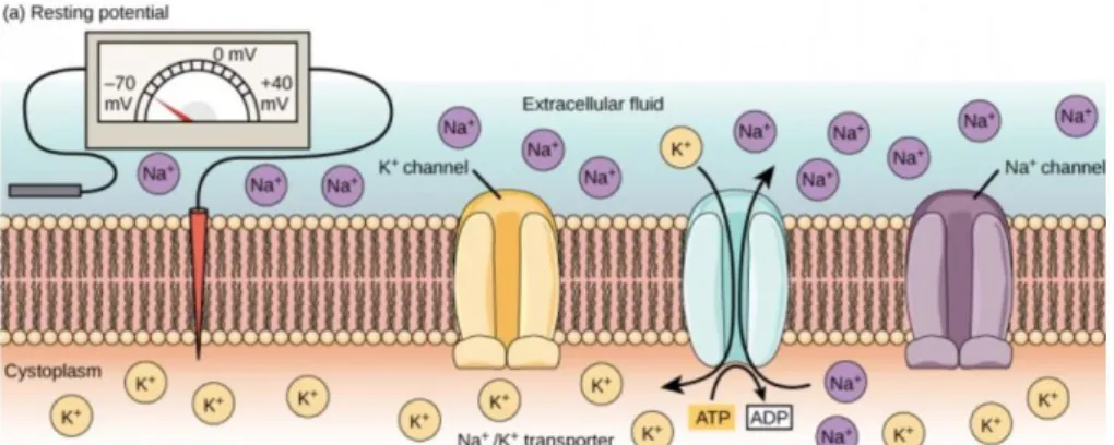 Figure 10. Interaction of ions, channels, and Na + /K +  ATPase during resting membrane potential in a neuron  (Taken from (Lumen 2019a)) 