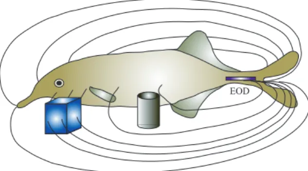 Fig. 2. Experimental bench: on the left, Eel-like robot, on the right, a robot vertebra.