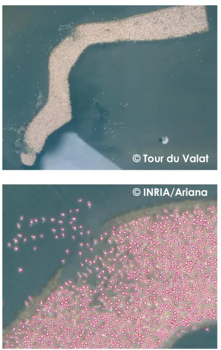 Fig. 8  Camargue. Haut : image initiale ; Bas : extrait du résultat