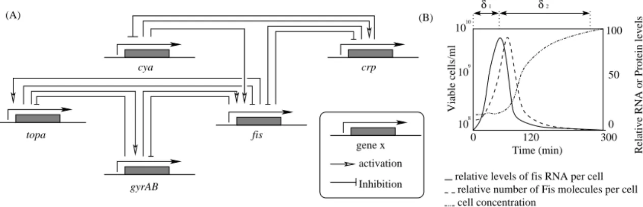 Figure 1: Biological informations concerning Escherichia coli carbon starvation system