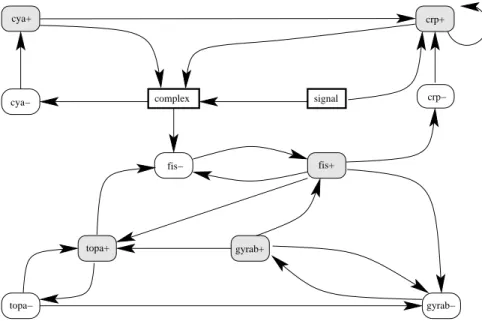 Figure 3: Qualitative graph representing genes regulatory network of carbon starvation response in Escherichia coli