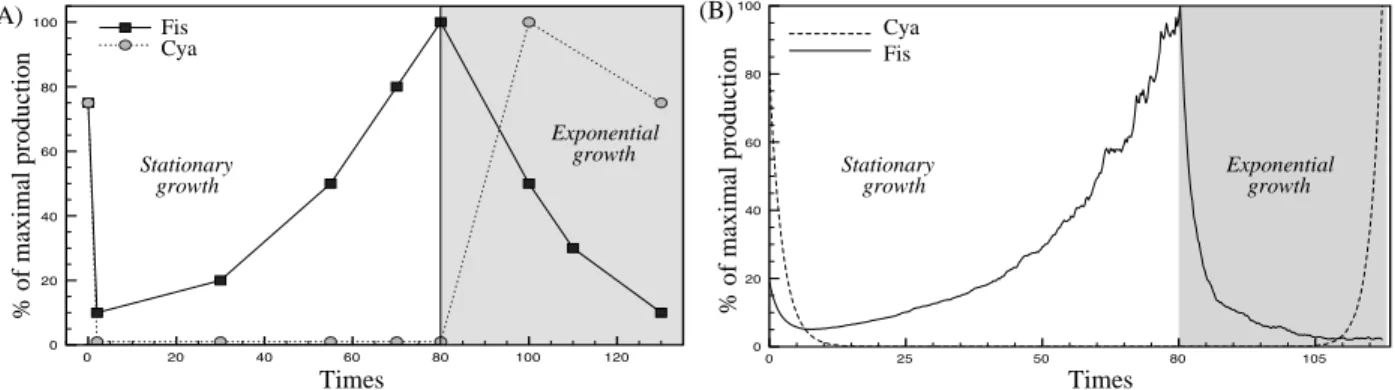 Figure 4: Summary of informations used and produced by the probabilistic approach. (A) shows variations of Fis and Cya protein concentrations in function of growth phases (Ball et al., 1992, Notley-McRobb et al., 1997)