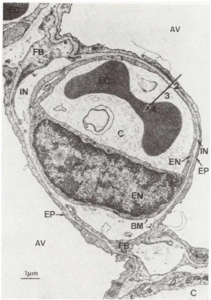 Figure 1 : Photographie par microscopie électronique de la barrière alvéolo- capillaire