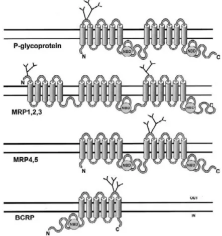 Figure 2  : Structure des pompes d’efflux de la fami lle des transporteurs ABC (NBD = domaine de liaison  aux nucléotides)