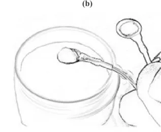 Figure 1.  Images montrant :  (a) la carte embarquée Cyton (OpenBCI, New York, US) et (b) les  électrodes ‘Gold Cup’ qui se placent sur la peau ou le cuir chevelu grâce à une pâte  conductrice