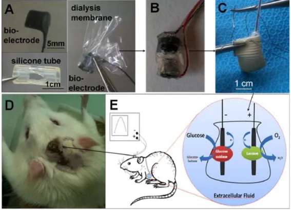 Figure 11. GBFC enzymatique implantée dans un rat par Zebda et al. [140] 