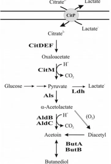 Figure  6 :  Voie  métabolique  du  citrate  et  production  du  diacétyle  à  pH  acide  (5.5)  par  Lactococcus bv