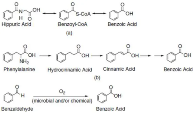 Figure  15 :  Biosynthèse  de  l’acide  benzoïque  par  les  LAB  dans  les  produits  laitiers (adapté  de  Sieber et al