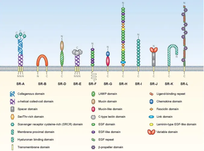 Figure 1. Structure des récepteurs d’épuration. Schéma des 12 familles de la nouvelle classification  des  récepteurs  d’épuration  avec  leurs  différents  domaines  protéiques