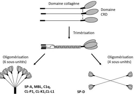 Figure  3.  Schéma  d’association  des  sous-unités  constituant  les  collectines.  Les  monomères  s’associent par leur domaine collagène, puis ces trimères prennent leur forme mature (en « bouquet  de tulipes » ou en étoile) par liaison covalente