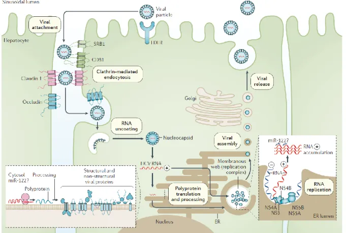 Figure 7. Cycle de réplication de HCV. Schéma représentant l’entrée de HCV dans les cellules-hôtes  (par liaison à différentes protéines membranaires), la réplication de son génome et l’expression de  ses protéines, ainsi que l’assemblage des virions et le