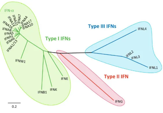 Figure  9.  Arbre  phylogénétique  des  interférons.  Comparaison  des  séquences  protéines  des  interférons  humains