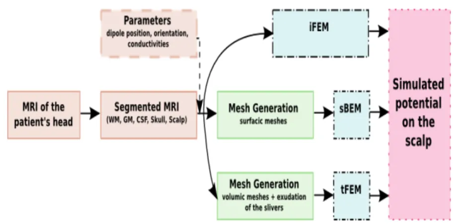 Figure 10: From the MRI acquisition to the simulated potential.