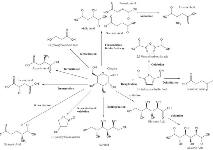 Figure 4  –  Molécules à forte valeur ajoutée formées à partir du glucose [27] 