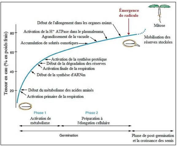 Figure 1.8: Les événements cellulaires et métaboliques déclenchés par l'absorption d'eau pendant la  germination des graines (d’après Bove et al., 2001)