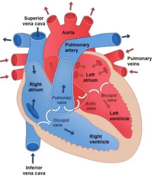Figure 1 – L’anatomie du cœur. https://www.drmani.com/what-is-the-heart/