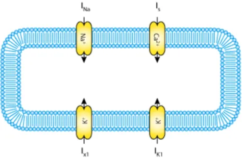 Figure 1.4 – A schematic diagram describing the current flows across the cell membrane that are captured in the BR model