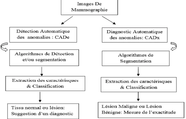 Figure III.5 Différence entre le système CADe et le système CADx  III.4.1. Détection des tumeurs assistée par ordinateur (CADe)  