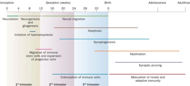 Figure 3 : Périodes des différentes étapes de développement cérébral chez  l’Homme