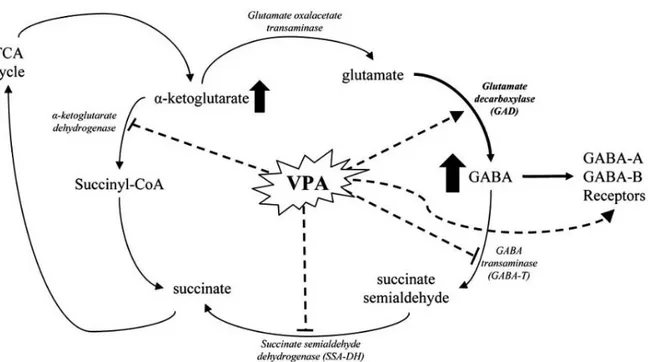 Figure 8 : Mécanismes  d’action de l’acide valproïque  sur le métabolisme du  glutamate et du GABA  
