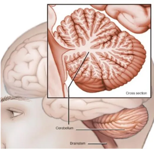 Figure 12  : Représentation schématique d’une coupe sagittale de cervelet humain. 