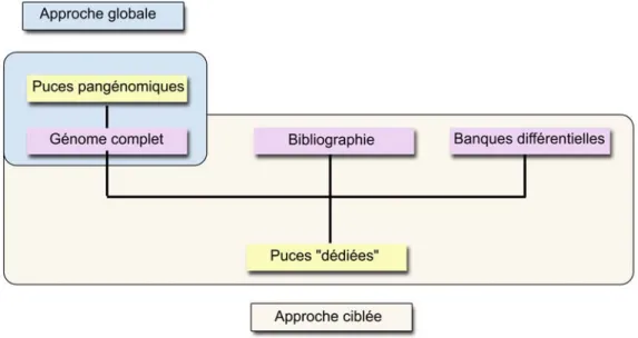 Figure 8. Puces à ADN pangénomiques ou dédiées, analyse globale versus analyse ciblée du  transcriptome