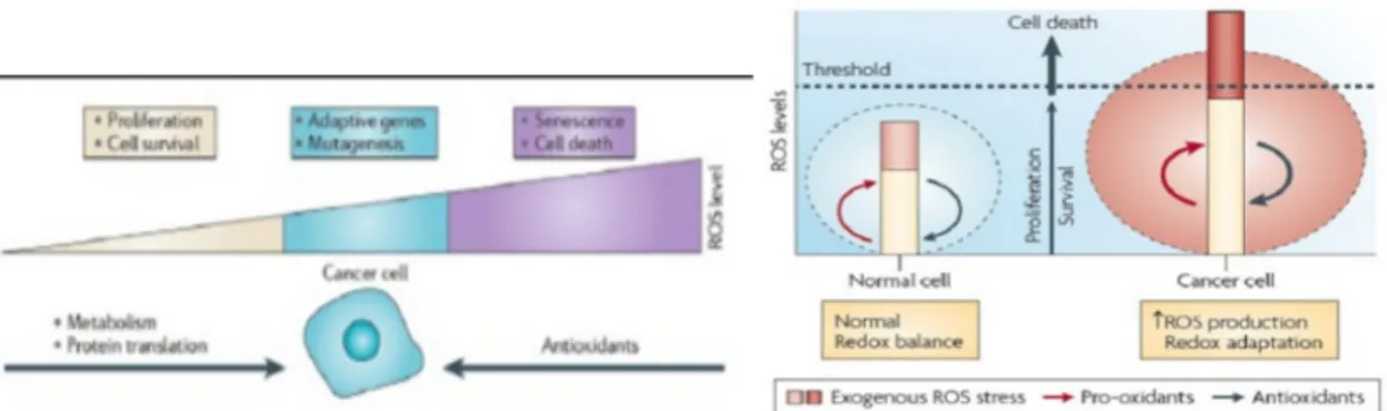 Figure 9.  Schémas représentant le lien entre le niveau de ROS et le cancer (Source  Keidar et al