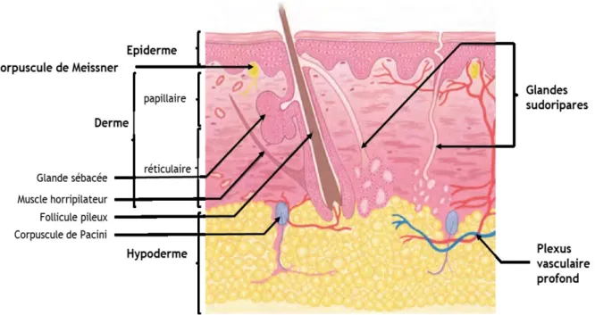 Figure 1 : Structure et annexes de la peau (modifié d'après Kolarsick et al., 2011).  La peau est divisée en  trois couches histologiquement distinctes : l’épiderme, le derme et l’hypoderme