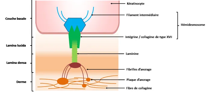 Figure 2 : Structures de la jonction dermo-épidermique. La JDE est composée de deux structures majeures,  le complexe hémidesmosome (intégrines et collagène de type XVII)/laminine reliant les l’épiderme à la lamina  densa et les fibrilles d’ancrage (collag