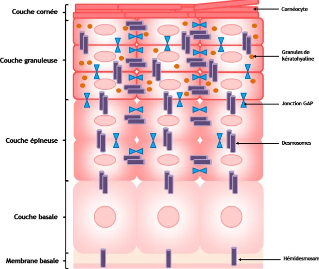 Figure  3  :  Structure  de  l'épiderme.  L’épiderme  est  la  couche  superficielle  de  la  peau  majoritairement  composée  de  kératinocytes