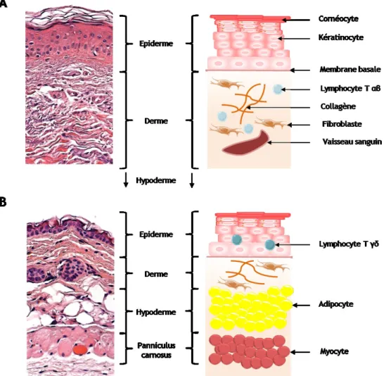 Figure 4 : Comparaison entre la peau humaine (A) et la peau de souris (B) (modifié d’après Gerber et al.,  2014)