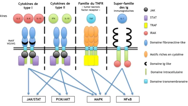Figure  6  :  Les  différentes  familles  des  cytokines  (modifié d’après  Hänel  et  al.,  2013)