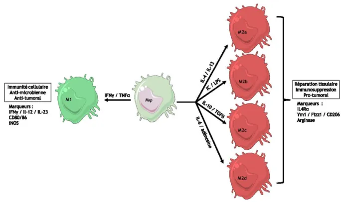 Figure  7  :  La  polarisation  macrophagique.  Selon  la  composition  cytokinique  du  microenvironnement,  les  macrophages  se  polarisent  phénotypiquement  afin  d’induire  la  réponse  immunitaire  appropriée