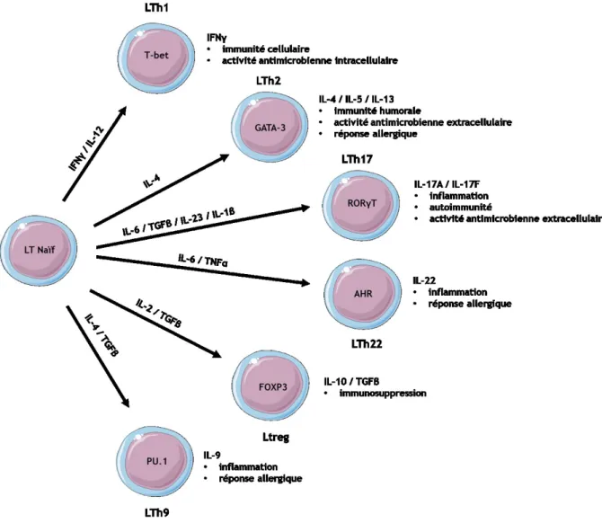 Figure  8  :  La  polarisation  lymphocytaire.  Selon  la  composition  cytokinique  du  microenvironnement,  les  lymphocytes se polarisent phénotypiquement afin d’induire la réponse immunitaire appropriée