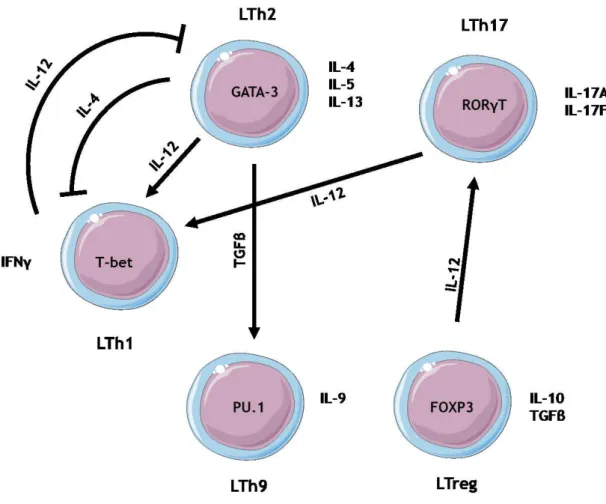 Figure  9  :  La  plasticité  des  lymphocytes  T.  La  polarisation  cellulaire  n’est  pas  un  processus  définitif,  les  lymphocytes peuvent être « reprogrammés » et acquièrent un nouveau phénotype