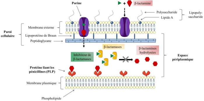 Figure 6.  Prévention de l’hydrolyse des β - lactamines par les inhibiteurs de β -lactamases