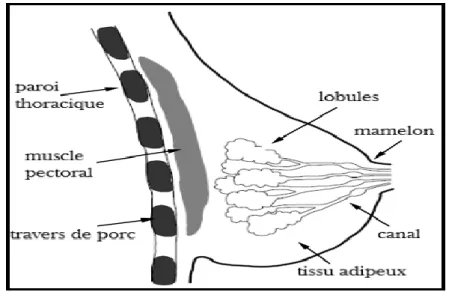 Figure III.1  Vue latérale de l'anatomie et de la structure du sein. 