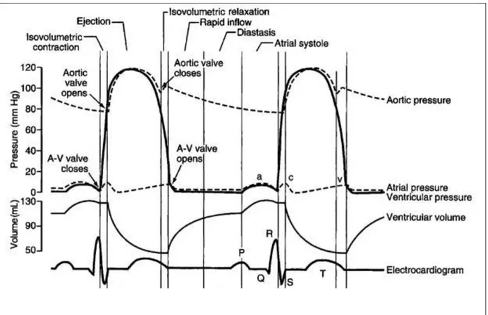 Figure H4: Le cycle cardiaque 